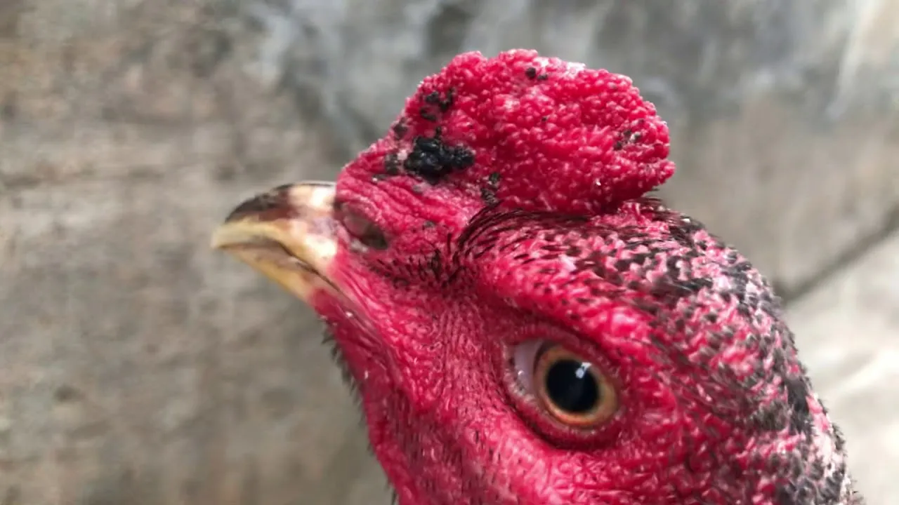 Thế nào là mắt và mặt gà chọi đẹp - YouTube
