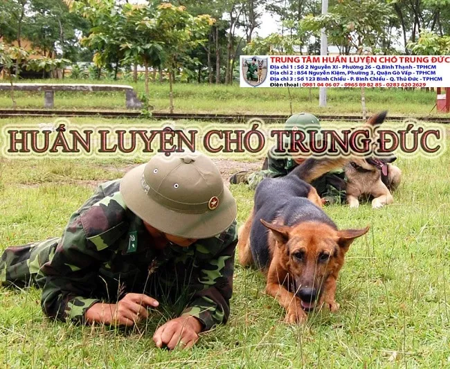 Top +10 Trung Tâm Huấn Luyện Chó Tại TPHCM 【Kèm Bảng Giá】