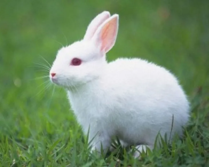 Giải Mã: Mơ Thấy Con Thỏ Và Những Cặp Số May Mắn Liên Quan